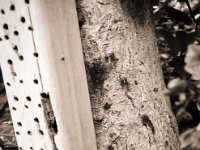 Kleine Schnecke am Erlenstamm  Pentax K2, SMC 2.8/24, Gelbfilter, Bergger Pancro400