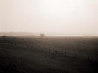 Die Rheinwiesen im Morgendunst  Fuji GS645S professional,  Bergger Pancro400@250  - 15.08.2020 -