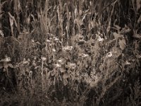 Feldrand  Fuji GS645S professional,  Bergger Pancro400@250  - 15.08.2020 -