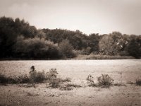 Sonnenblumen auf dem trockenen Acker  Fuji GS645S professional,  Bergger Pancro400@250  - 15.08.2020 -