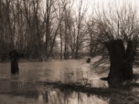 Überschwemmung  Pentax K-1, HD Pentax D-FA 2.8/24-70 SDM WR  - 15.02.2020 -