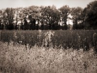 Gerstengast  Pentax MZ-S, SMC FA  1.9/43 Limited, Gelbfilter, Ilford Pan 100 : Landschaft, Feld, Bäume, Getreidefeld, Landwirtschaft
