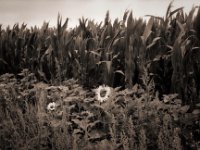 Hummeln auf der Sonnenblume am Feldrand  Pentax MZ-S, SMC FA  1.9/43 Limited, Gelbfilter, Ilford Pan 100 in R09 one shot 1+25 - 17.07.2020 - : Feld, Insekt, Sonnenblume, Hummel, Maisfeld