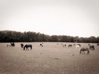 Pferdeweide  Pentax MZ-S, SMC FA  1.9/43 Limited, Gelbfilter, Ilford Pan 100 : Weide, Pferde, Landschaft