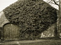 Alte Efeuscheune  Fuji GS645S professional WIDE60, Bergger Pancro400  - 18.12.2020 -