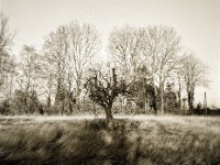 standing alone  Fuji GS645S professional WIDE60, Bergger Pancro400  - 18.12.2020 -