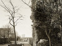 Unser Gastbaum am grünen Haus am Ende der Tour  Fuji GS645S professional WIDE60, Bergger Pancro400  - 18.12.2020 -
