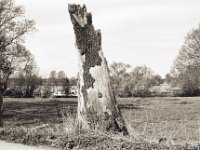 Langsames Vergehen  Pentax MZ-S, SMC FA  1.9/43 Limited, Adox Silvermax 100
