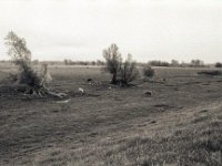 Auf den Rheinwiesen  Pentax MZ-S, SMC FA  1.8/31 AL Limited, Bergger Pancro 400
