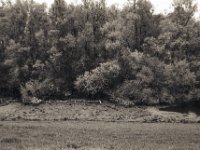 Der Wald im See  Pentax MZ-S, SMC FA  1.8/31 AL  Limited, Bergger Pancro 400