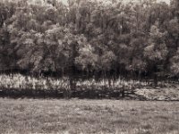 Der See kam in den Wald  Pentax MZ-S, SMC FA  1.8/31 AL  Limited, Bergger Pancro 400