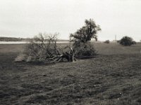 Gestürzter Baum  Pentax MZ-S, SMC FA  1.8/31 AL  Limited, Bergger Pancro 400