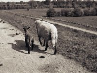 Auf dem Weg  Pentax MZ-S, SMC FA  1.9/43 Limited, Adox Silvermax 100   - 19.04.2020 -