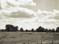 In der Ferne die Störche auf der Weide  Fuji GS645S professional,  Fuji Acros 100II@64 : Landschaft, Störche, Wolken, Weide, Landwirtschaft