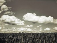 Weiße Wolken überm Maisfeld  Fuji GS645S professional,  Fuji Acros 100II@64 : Maisfeld, Wolken, Landschaft