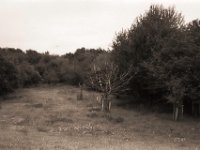 Klimaopfer  Pentax Super A, SMC Pentax 2.0/35, Gelbfilter, Bergger Pancro400@250