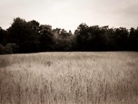Waldfeld mit Sonnenblumen  Pentax SuperA, SMC 2.0/35, Gelbfilter, Adox CHS100II  - 20.08.2020 -