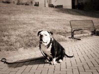 Fototermin mit Old English Bulldog in Rees  Pentax SuperA, SMC 2.0/35, Gelbfilter, Adox CHS100II