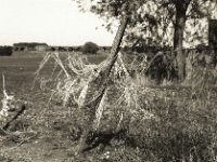 Kunststoffgespinst am Weidezaun  Pentax K2, SMC 1.4/50, Ilford Pan 100 - 21.09.2020 -