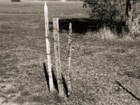 Drei gebunden  Pentax K2, SMC 1.4/50, Ilford Pan 100 - 21.09.2020 -