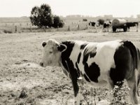 Mit Pony und Horn  Pentax K2, SMC 1.4/50, Ilford Pan 100 - 21.09.2020 -
