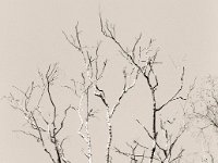 Trauriger Anblick  Pentax K2, SMC 1.4/50, Ilford Pan 100  - 21.09.2020 -