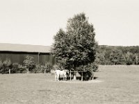 Schattenstand  Pentax K2, SMC 1.4/50, Ilford Pan 100  - 21.09.2020 -