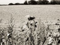 Feldrand  Pentax K2, SMC 1.4/50, Ilford Pan 100  - 21.09.2020 -