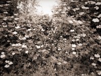 Hecke am Wegesrand  Pentax 645N, SMC FA 2.8/45, Gelbfilter mittel, Fuji Acros 100II