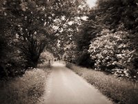 Alleenradweg  Pentax 645N, SMC FA 2.8/45, Gelbfilter mittel, Fuji Acros 100II