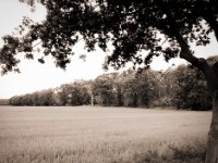 Feld und Wald  Pentax 645N, SMC A 2.8/45, Gelbfilter mittel, Rollei RPX 100