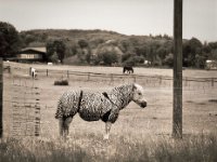 Ich bin kein Zebra !  Pentax 645N, SMC A 2.8/150, Gelbfilter mittel, Rollei RPX 100
