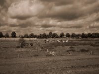 Kuhweiden  Pentax K-1, SMC Pentax-FA 1.8/31 AL Limited  - 24.09.2020 -
