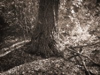 Waldlichtspiel  Pentax K-1, SMC Pentax-FA 1.8/31 AL Limited  - 24.09.2020 -