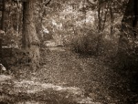 Waldweg  Pentax K-1, SMC Pentax-FA 1.8/31 AL Limited  - 24.09.2020 -