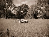 Schafherde  Pentax K-1, SMC Pentax-FA 1.8/31 AL Limited  - 24.09.2020 -