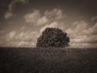 Baumwipfel hinterm Deich  Pentax K-1, SMC Pentax-FA 1.8/31 AL Limited  - 24.09.2020 -