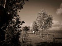 Weg zum Rheindeich  Pentax K-1, SMC Pentax-FA 1.8/31 AL Limited  - 24.09.2020 -