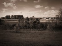 Auch diese Bäume vertrocknen  Pentax K-1, SMC Pentax-FA 1.8/31 AL Limited  - 24.09.2020 -