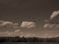 Abflug der Wildgänse  Pentax K-1, SMC Pentax-FA 1.8/31 AL Limited  - 24.09.2020 -