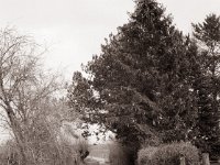 Weg zum Deich  Fuji GS645S professional WIDE60, Bergger Pancro400