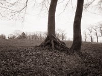 Wurzelwerk  Fuji GS645S professional WIDE60, Bergger Pancro400