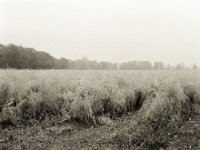 Spargelfeld im Herbst  Pentax 67II, SMC 2.4/105, Bergger Pancro400 - 26.09.2020 - : Spargel, Herbst, Landschaft