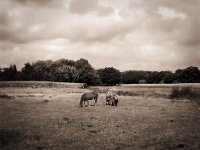 Zebratarnung  Pentax 645N, SMC-FA 2.8/75, Gelbfilter, Bergger Pancro400