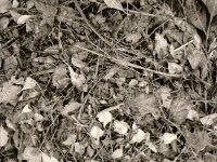 Vier Rosen auf Herbstblätter  Fuji GS645S professional wide60,  Foma Retropan 320