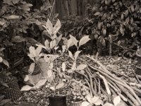 Herbststillleben  Fuji GS645S professional wide60,  Foma Retropan 320