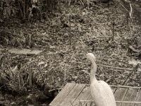 Der falsche Reiher im Herbst  Fuji GS645S professional wide60,  Foma Retropan 320