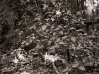 Fuchsien  Fuji GS645S professional wide60,  Foma Retropan 320