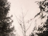Ringeltaube auf nacktem Ginko  Fuji GS645S professional wide60,  Foma Retropan 320