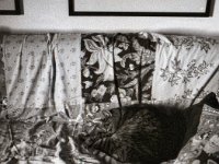 Bei dem Wetter bleibt Katze auf dem Sofa  Fuji GS645S professional wide60,  Foma Retropan 320 - 28.11.2020 -
